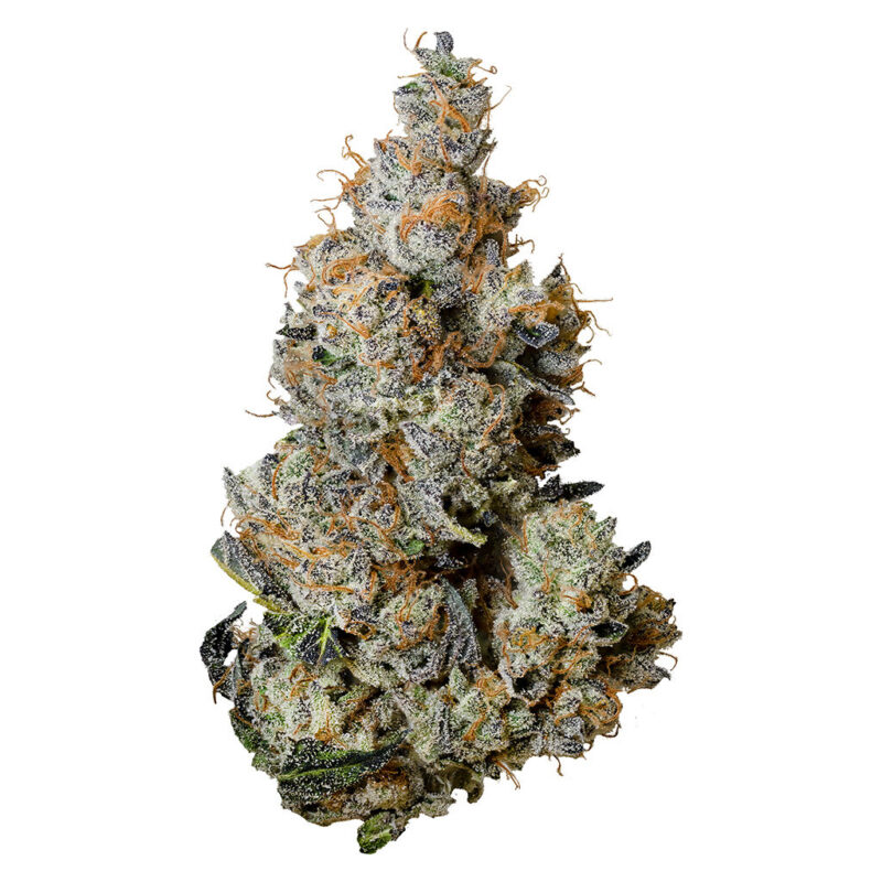 Tribal 3.5g - Image 4