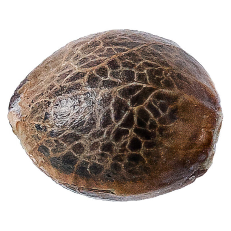 34 Street Seed Co. - Image 3