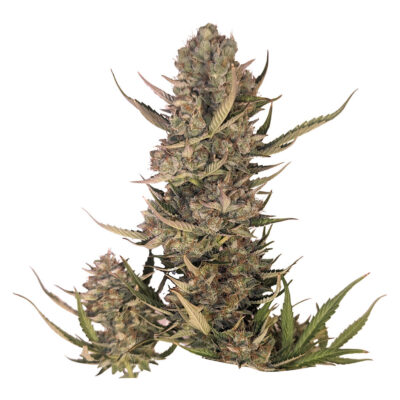 34 Street Seed Co. - Pink Lemonade 5pk Seeds *Auto Flower