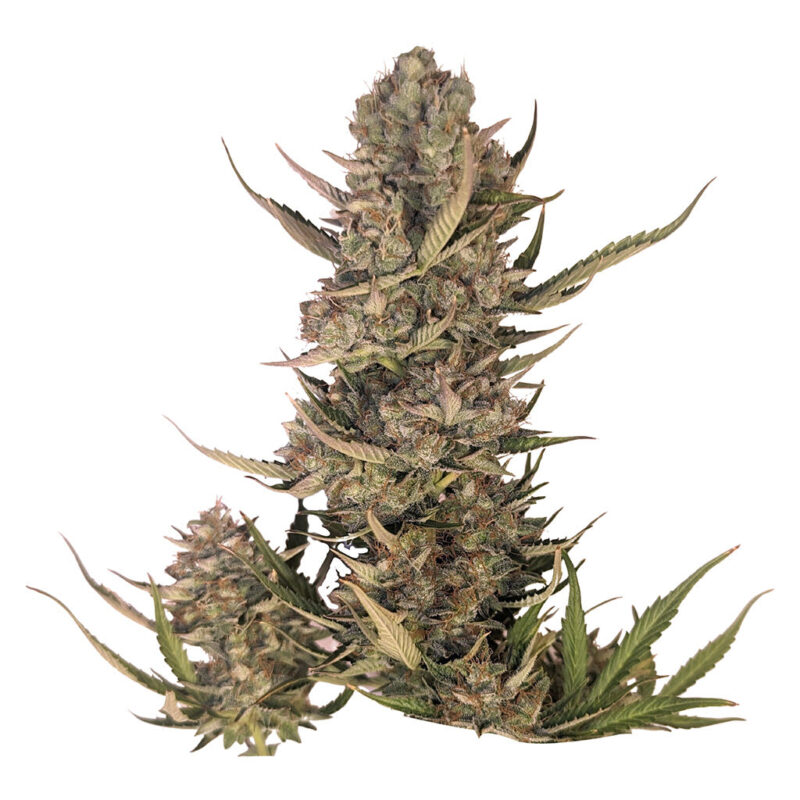 34 Street Seed Co. - Image 2